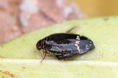 Acilius mediatus