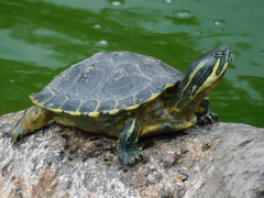 Trachemys venusta