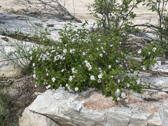 Lantana velutina