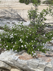 Lantana velutina