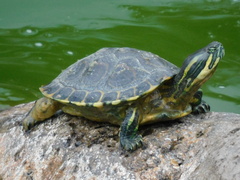 Trachemys venusta
