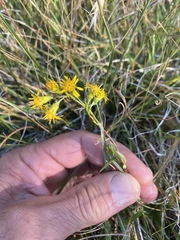 Solidago multiradiata