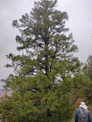 Pseudotsuga menziesii glauca