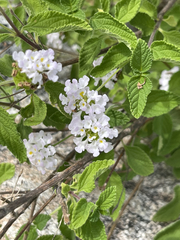 Lantana velutina