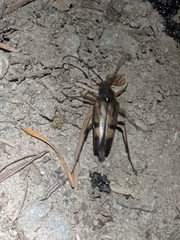 Etorofus obliteratus