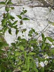 Lantana velutina
