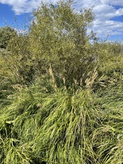 Calamagrostis stricta
