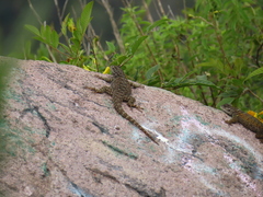 Sceloporus torquatus
