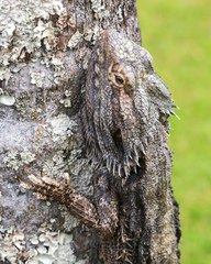 Pogona barbata