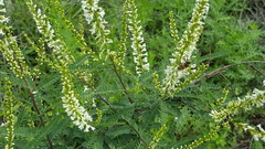 Eysenhardtia polystachya