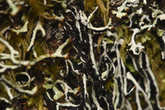 Hypogymnia duplicata