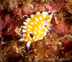 Goniobranchus vibratus