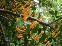 Peraxilla tetrapetala