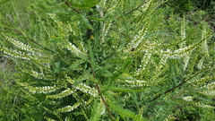 Eysenhardtia polystachya