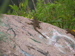 Sceloporus torquatus