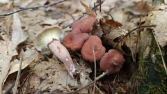 Hypomyces lateritius