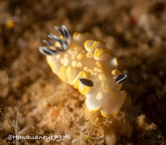 Ardeadoris tomsmithi