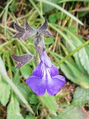Salvia prunelloides