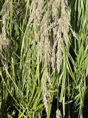 Calamagrostis stricta