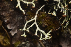 Hypogymnia duplicata