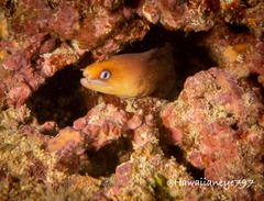 Gymnothorax melatremus