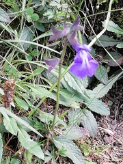 Salvia prunelloides