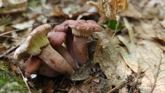 Hypomyces lateritius