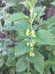 Lippia chiapasensis