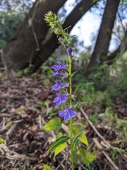 Lobelia amoena