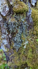 Hypogymnia duplicata