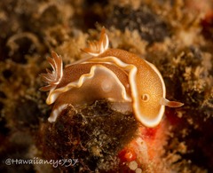 Glossodoris rufomarginata