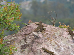 Sceloporus torquatus