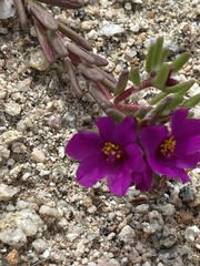 Portulaca pilosa