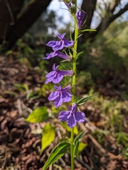 Lobelia amoena