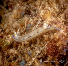 Hypselodoris peasei