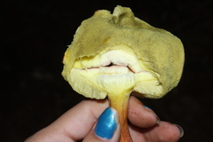 Hemileccinum rubropunctum