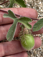 Passiflora pentaschista