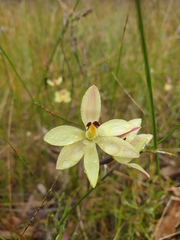 Thelymitra antennifera