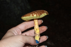 Hemileccinum rubropunctum