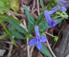 Lobelia amoena