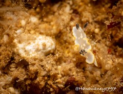 Ardeadoris tomsmithi