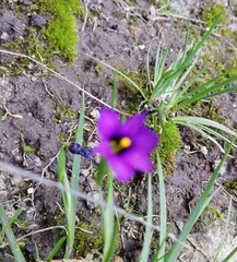Sisyrinchium scabrum