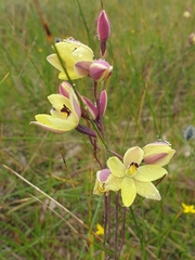 Thelymitra antennifera
