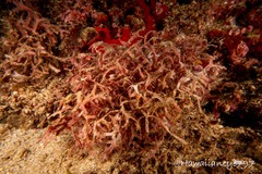 Dichotomaria marginata