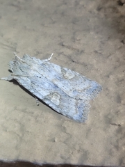 Lithophane bethunei