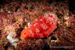 Hexabranchus sanguineus