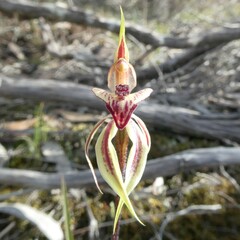 Caladenia cardiochila