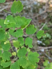 Thalictrum occidentale