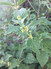 Lippia chiapasensis