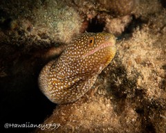 Gymnothorax meleagris